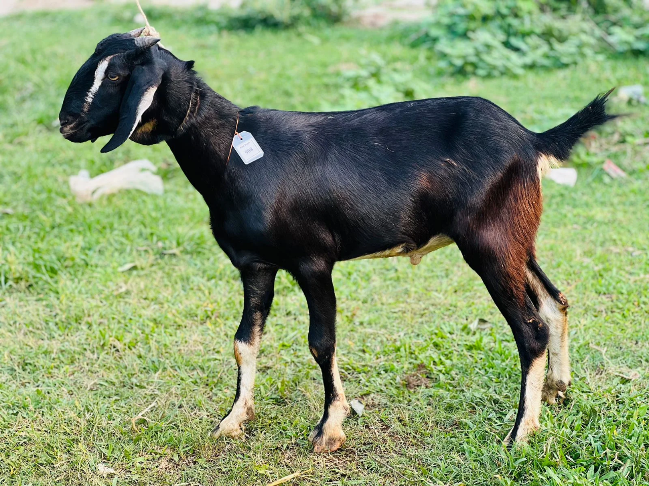 দেশী  ছাগল (23.9KG)    